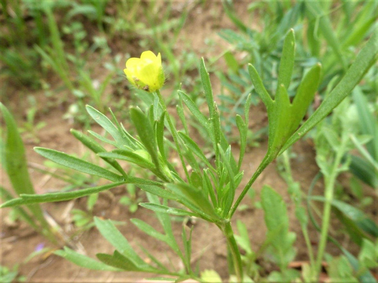 Imatge, VTax255.Ex2.Img1, Ranunculus arvensis Img.VTax255.Ex2.Img1