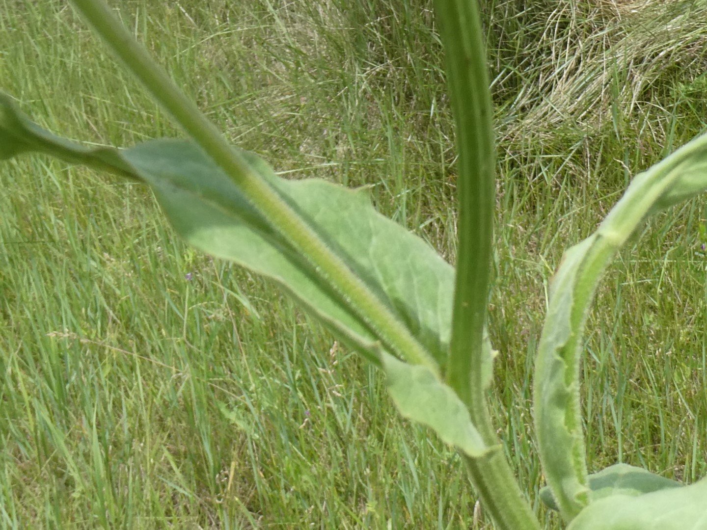 Imatge, VTax3389.Ex2.Img2, Crepis pulchra Img.VTax3389.Ex2.Img2