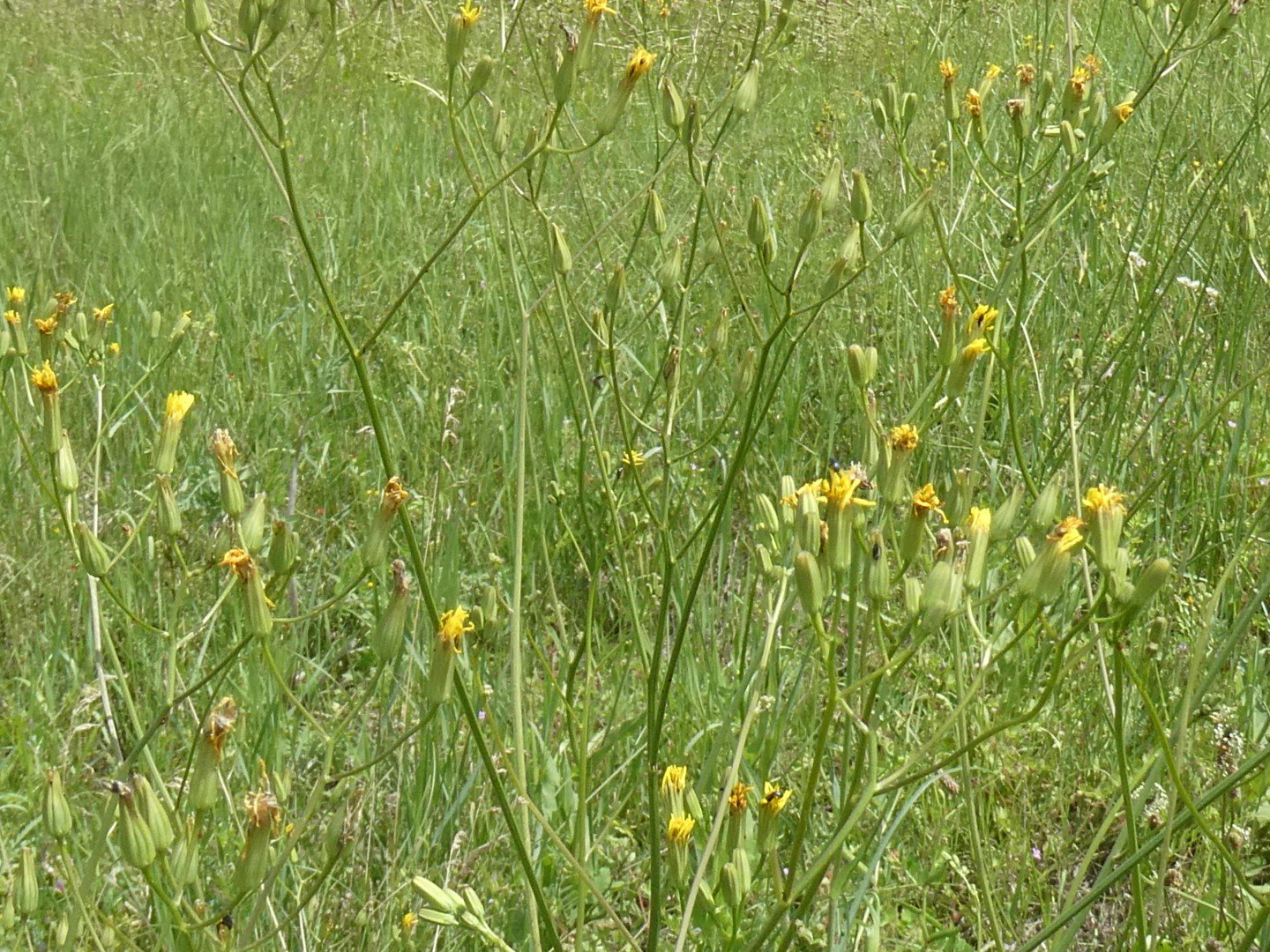 Imatge, VTax3389.Ex2.Img3, Crepis pulchra Img.VTax3389.Ex2.Img3
