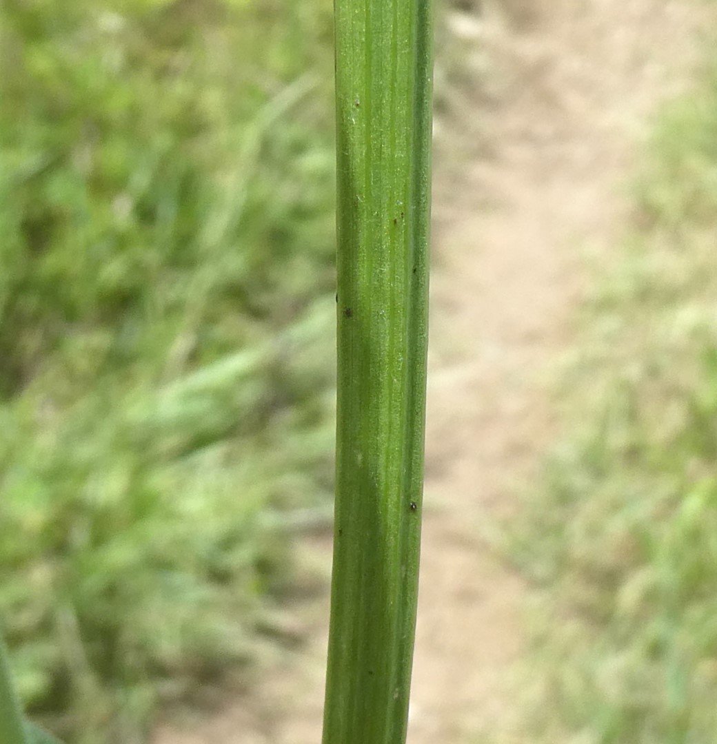 Imatge, VTax3389.Ex2.Img4, Crepis pulchra Img.VTax3389.Ex2.Img4