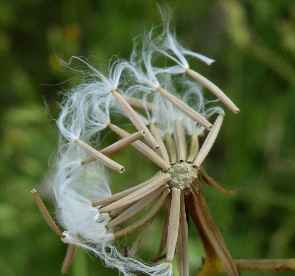 Imatge, VTax3389.Ex2.Img8, Crepis pulchra Img.VTax3389.Ex2.Img8