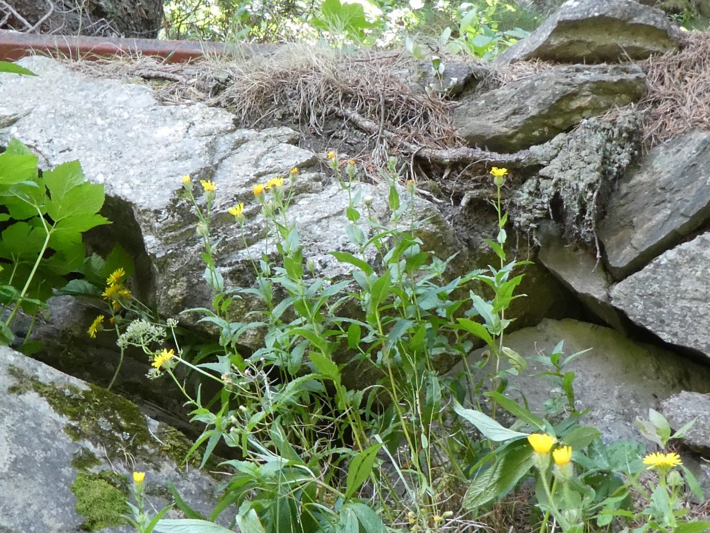 Imatge, VTax3394.Ex3.Img1, Crepis pyrenaica Img.VTax3394.Ex3.Img1