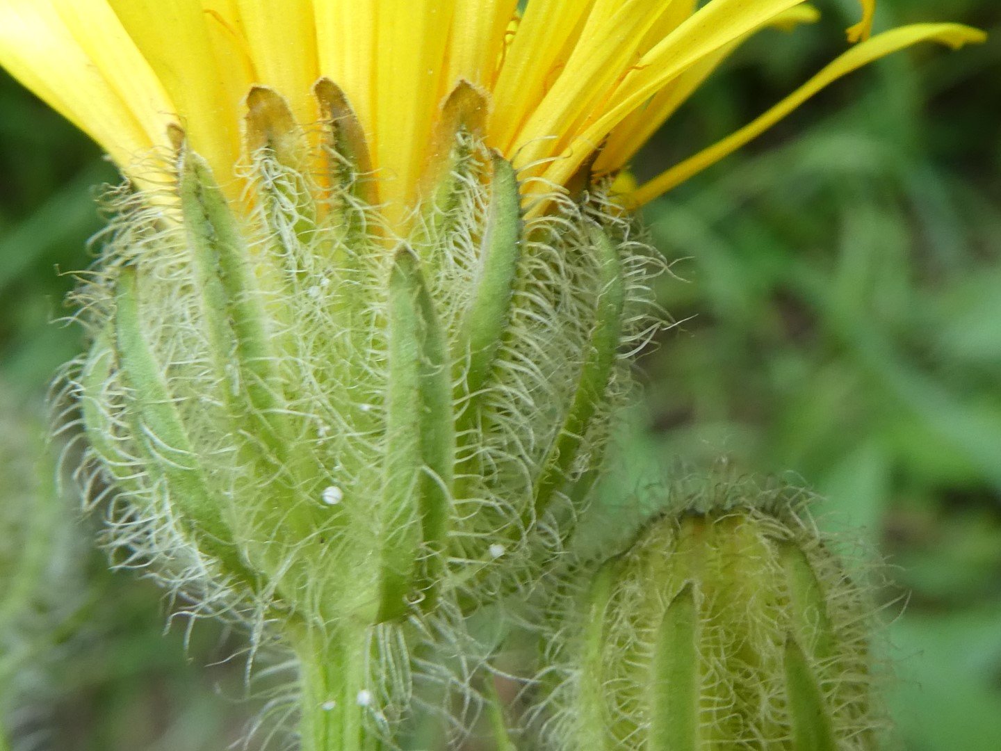 Imatge, VTax3394.Ex3.Img2, Crepis pyrenaica Img.VTax3394.Ex3.Img2