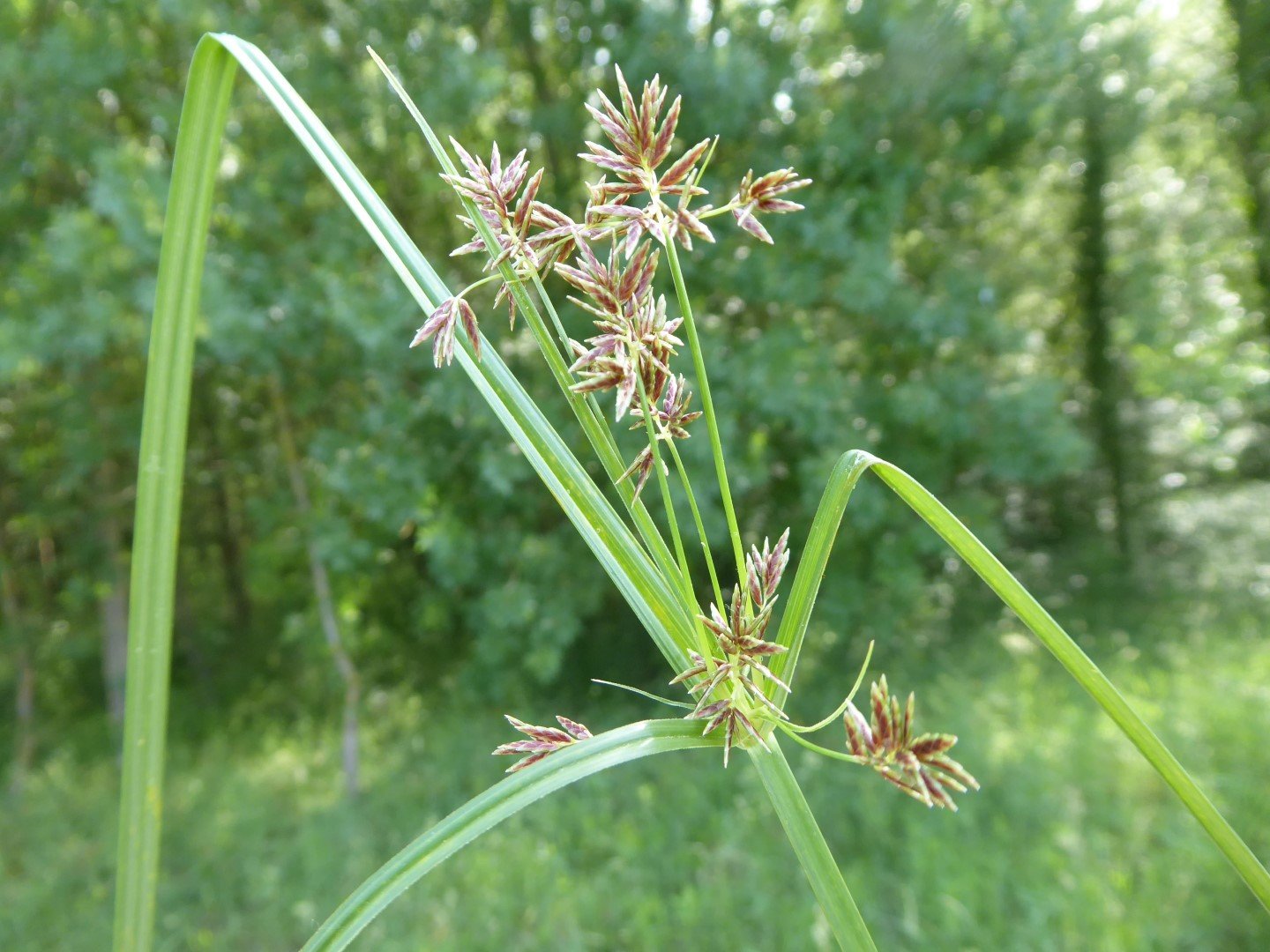 Imatge, VTax3730.Ex1.Img1, Cyperus longus Img.VTax3730.Ex1.Img1