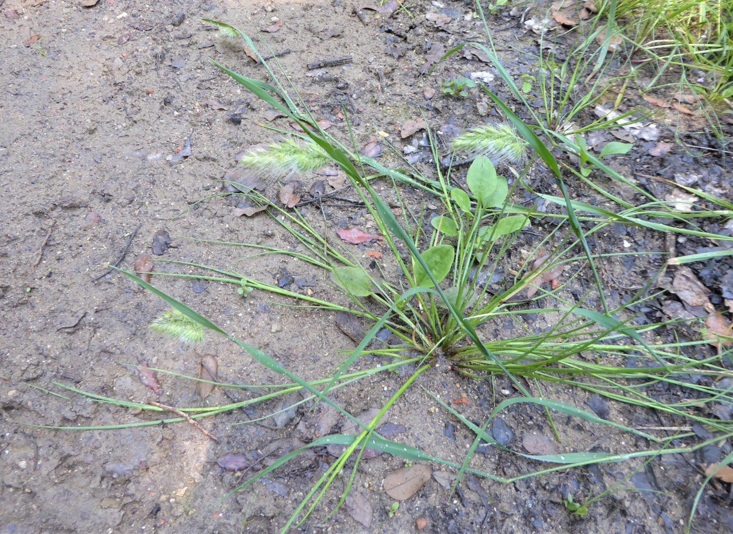 Imatge, VTax3927.Ex1.Img1, Cynosurus echinatus Img.VTax3927.Ex1.Img1
