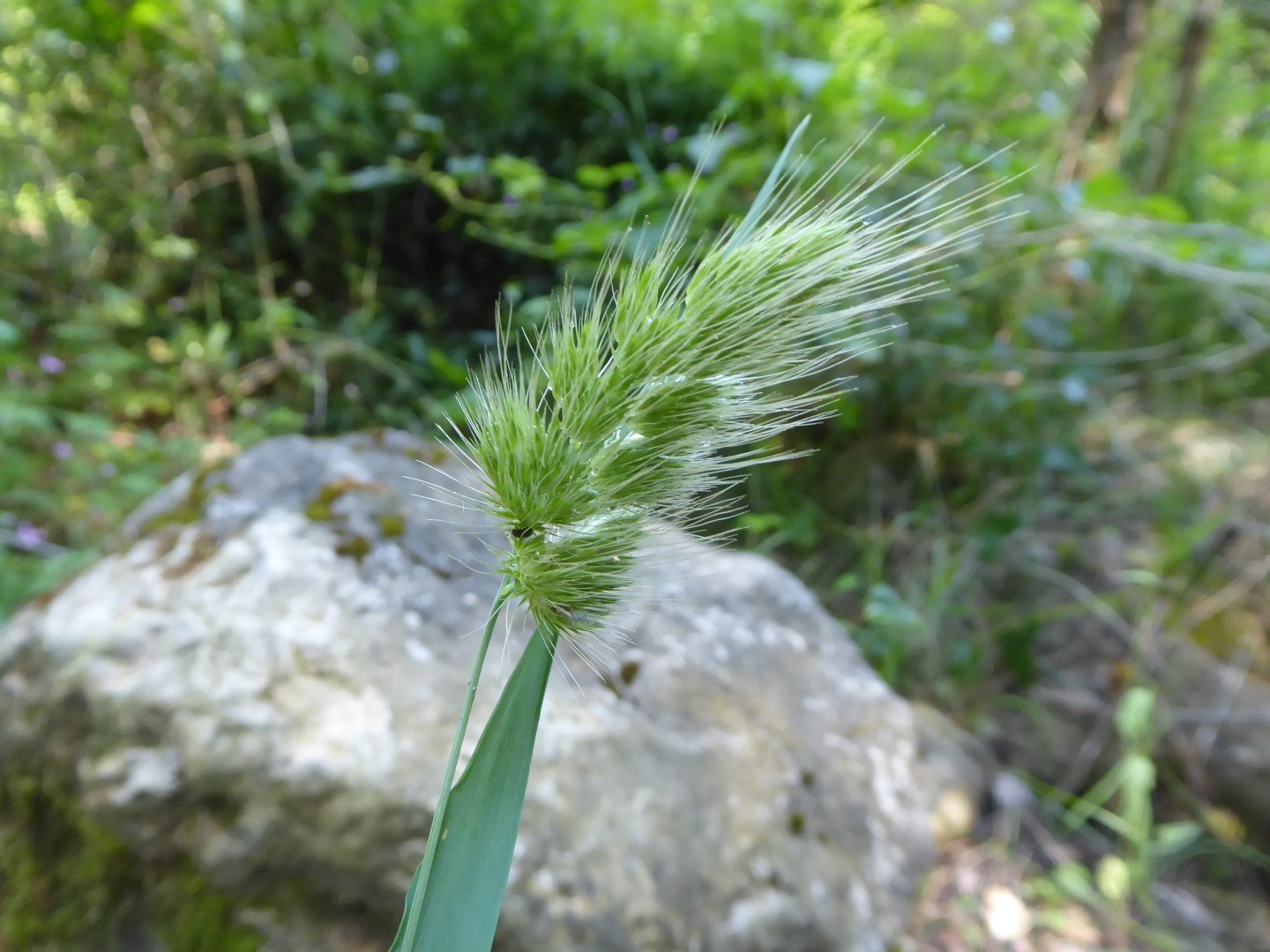 Imatge, VTax3927.Ex1.Img2, Cynosurus echinatus Img.VTax3927.Ex1.Img2