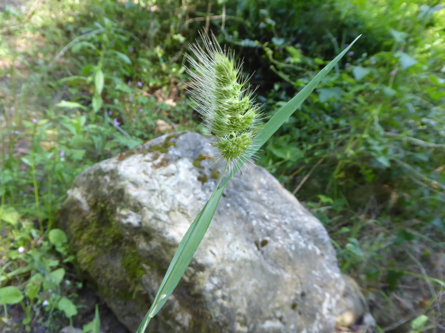 Imatge, VTax3927.Ex1.Img3, Cynosurus echinatus Img.VTax3927.Ex1.Img3
