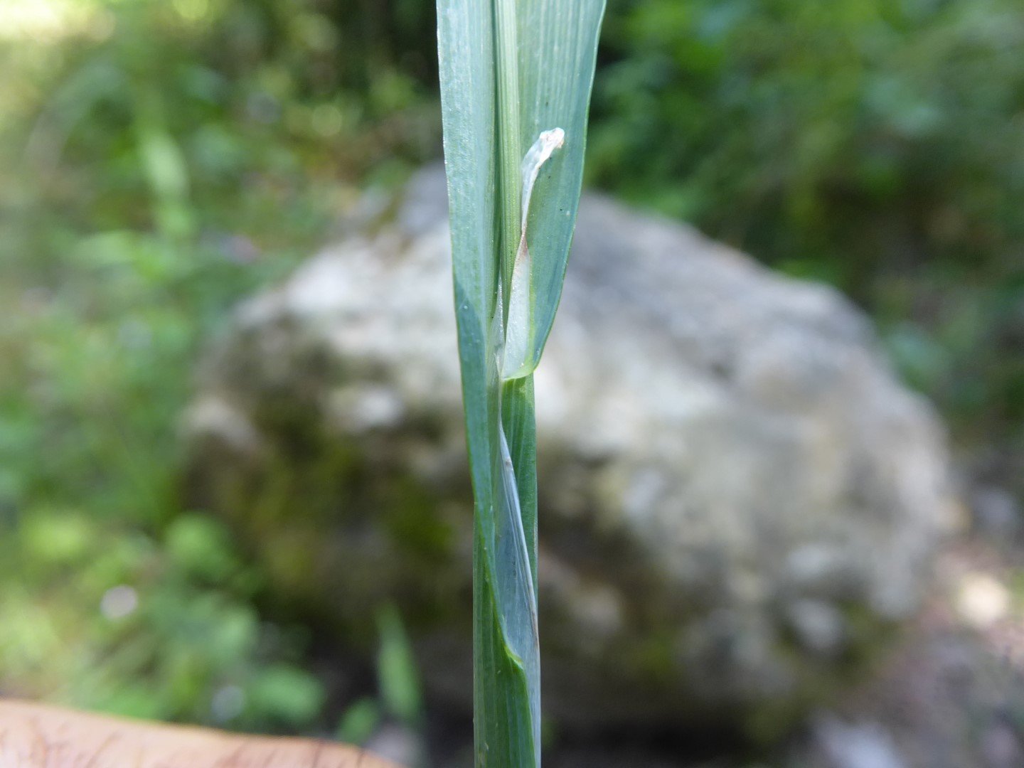 Imatge, VTax3927.Ex1.Img4, Cynosurus echinatus Img.VTax3927.Ex1.Img4