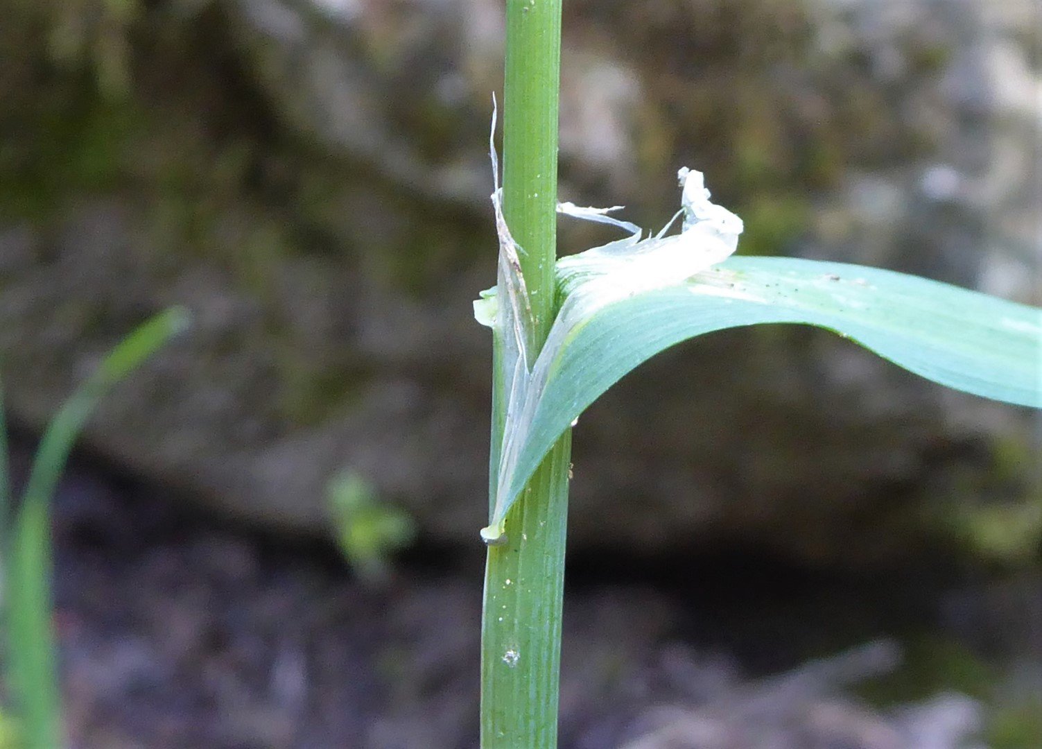 Imatge, VTax3927.Ex1.Img5, Cynosurus echinatus Img.VTax3927.Ex1.Img5