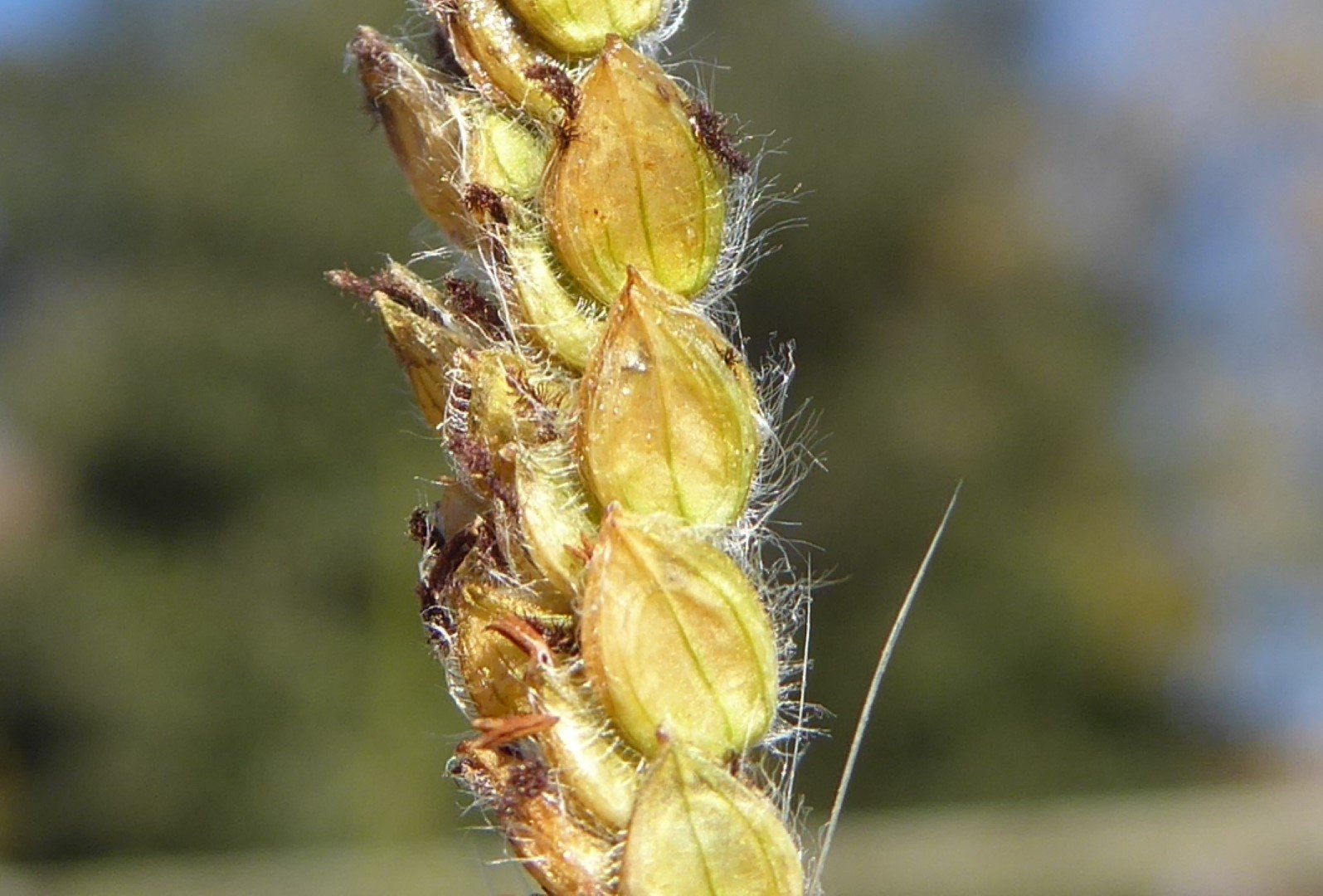 Imatge, VTax4182.Ex1.Img10, Paspalum dilatatum Img.VTax4182.Ex1.Img10