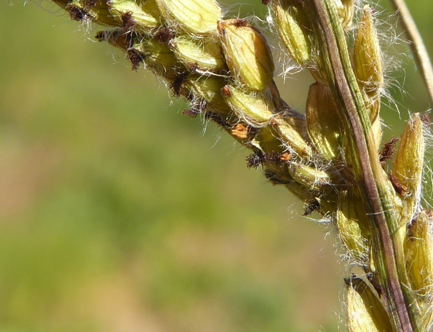 Imatge, VTax4182.Ex1.Img9, Paspalum dilatatum Img.VTax4182.Ex1.Img9
