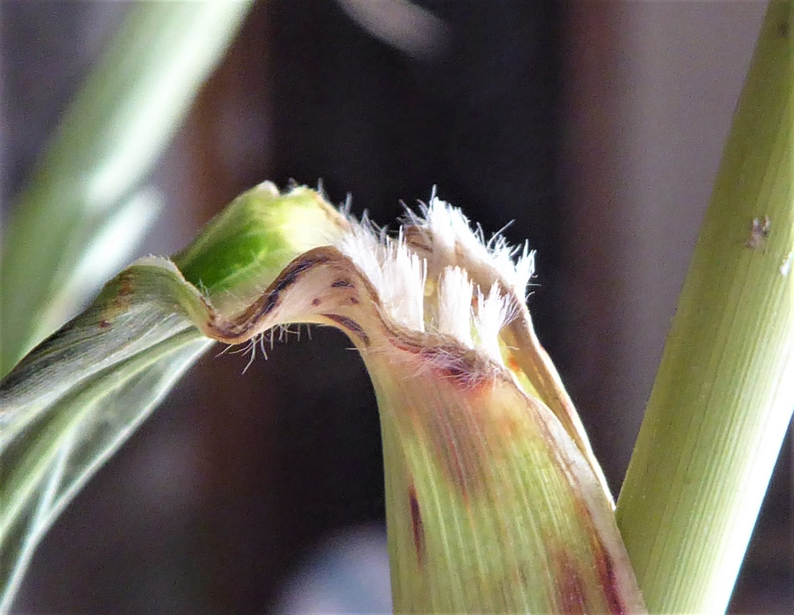 Imatge, VTax4201.Ex2.Img5, Sorghum halepense Img.VTax4201.Ex2.Img5
