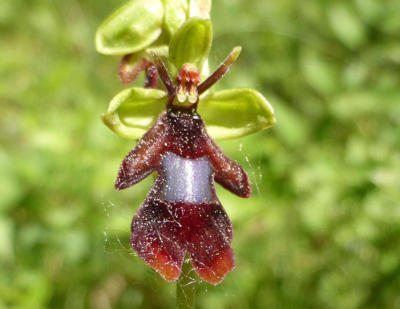 Imatge, VTax4299.Ex1.Img2, Ophrys insectifera Img.VTax4299.Ex1.Img2