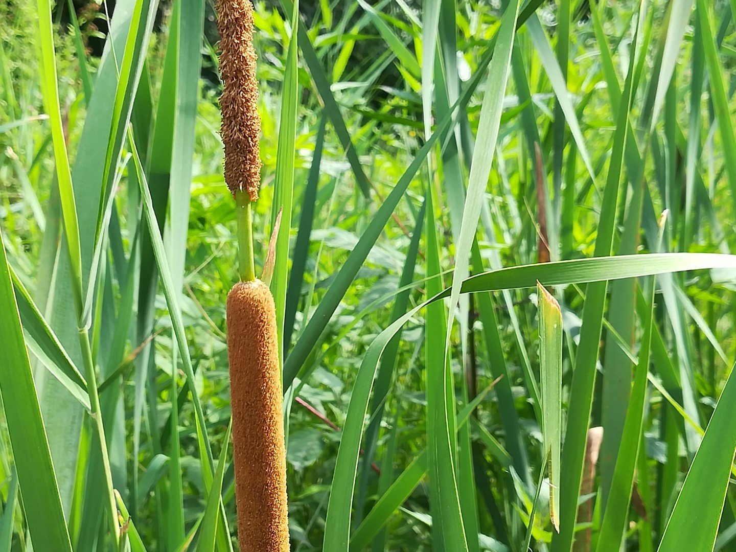 Imatge, VTax4335.Ex1.Img1, Typha angustifolia Img.VTax4335.Ex1.Img1