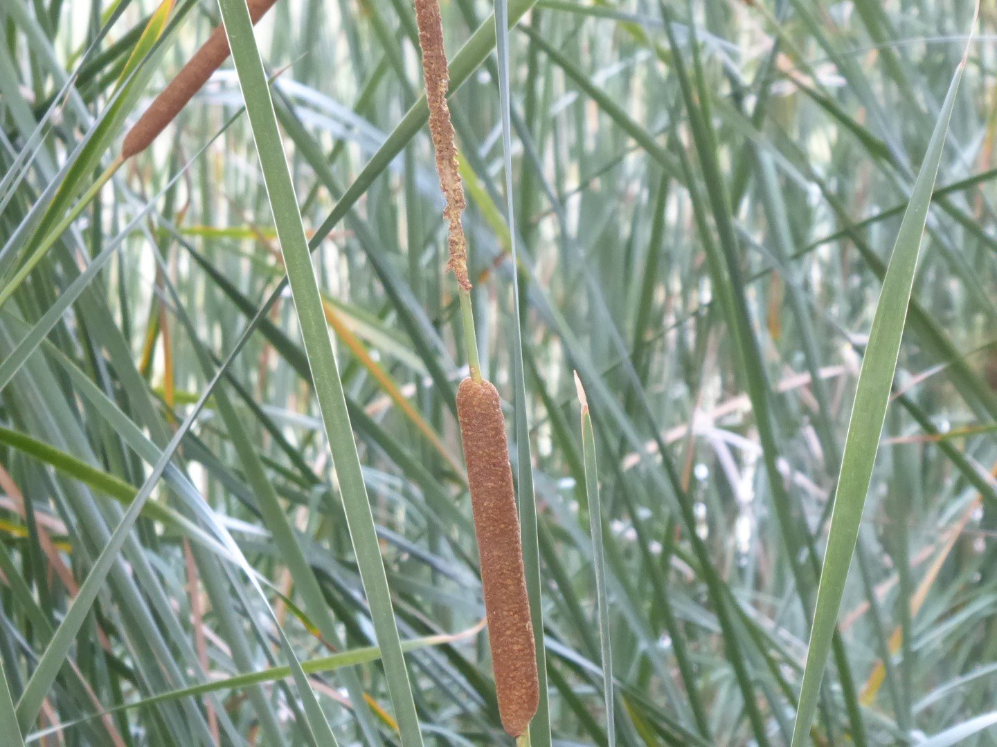 Imatge, VTax4335.Ex1.Img2, Typha angustifolia Img.VTax4335.Ex1.Img2