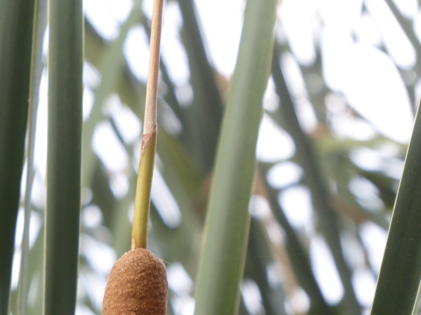 Imatge, VTax4335.Ex1.Img3, Typha angustifolia Img.VTax4335.Ex1.Img3