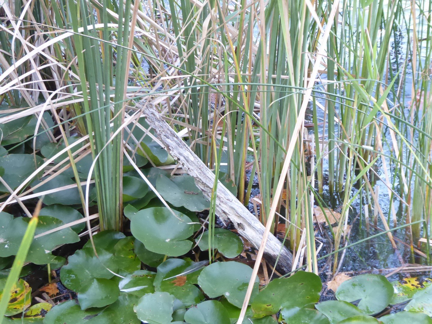 Imatge, VTax4335.Ex1.Img4, Typha angustifolia Img.VTax4335.Ex1.Img4