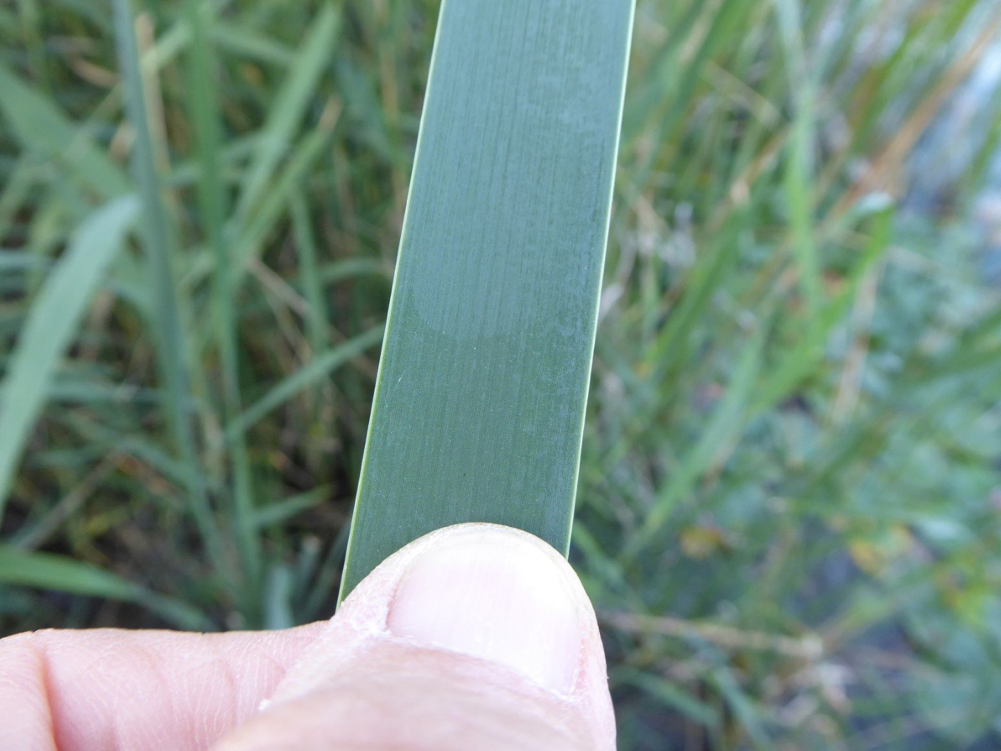 Imatge, VTax4335.Ex1.Img5, Typha angustifolia Img.VTax4335.Ex1.Img5
