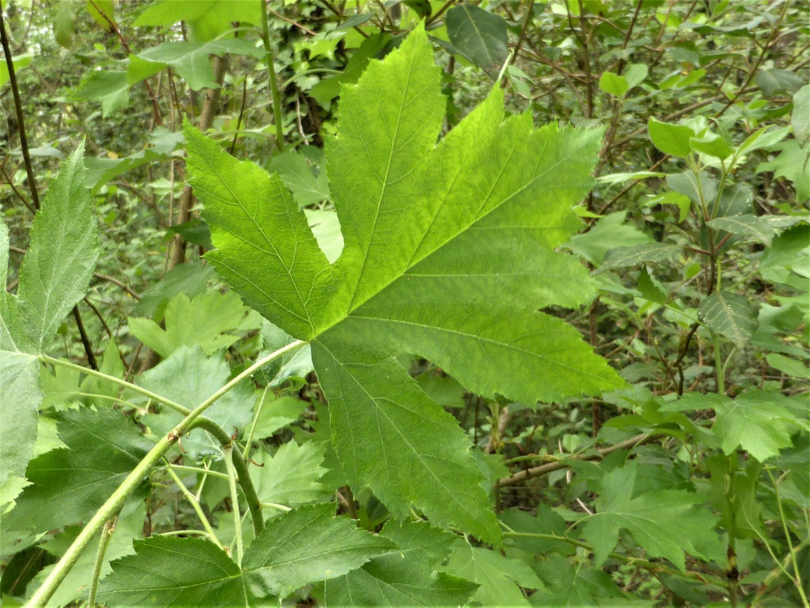 Imatge, VTax508.Ex1.Img1, Sorbus torminalis Img.VTax508.Ex1.Img1