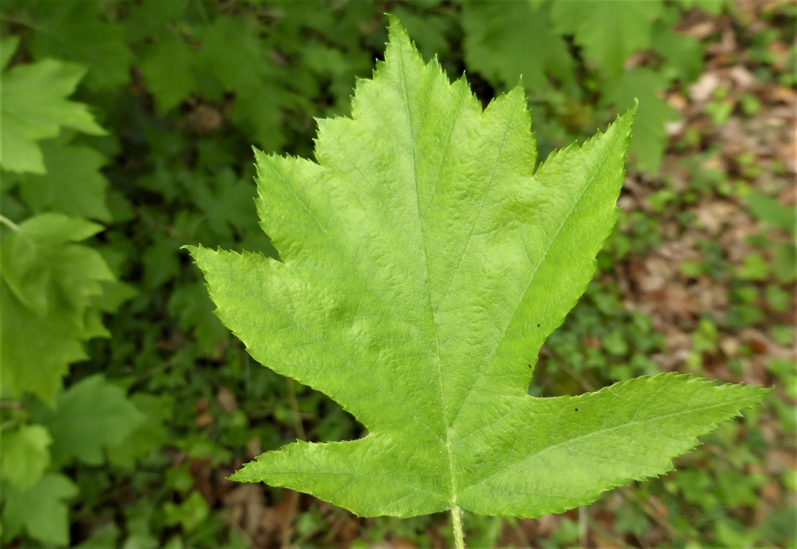 Imatge, VTax508.Ex1.Img2, Sorbus torminalis Img.VTax508.Ex1.Img2