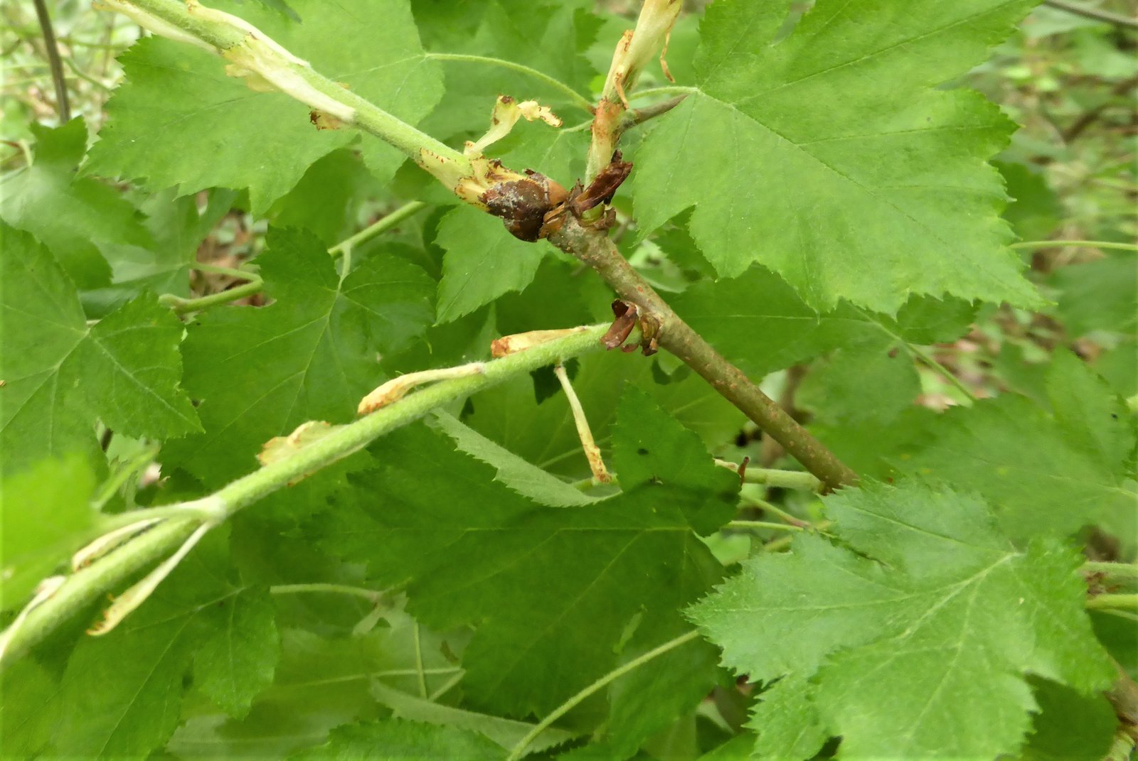 Imatge, VTax508.Ex1.Img3, Sorbus torminalis Img.VTax508.Ex1.Img3