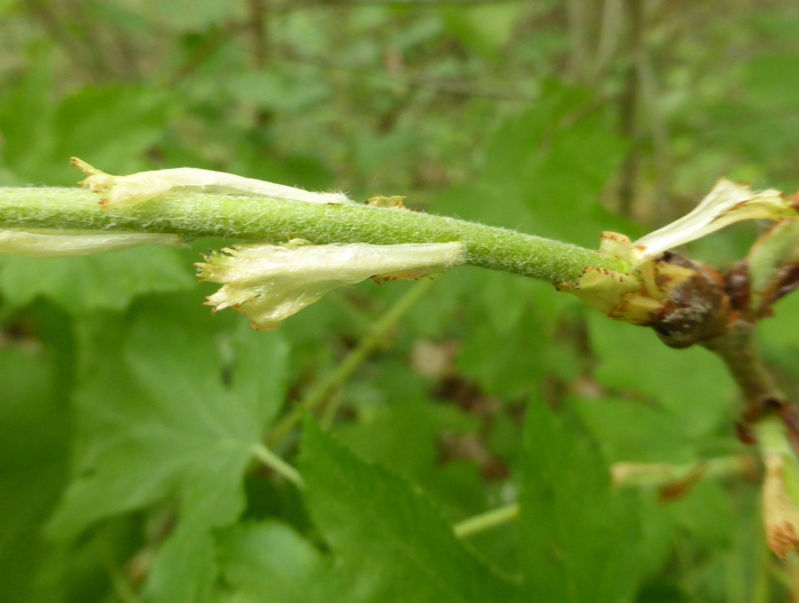 Imatge, VTax508.Ex1.Img4, Sorbus torminalis Img.VTax508.Ex1.Img4