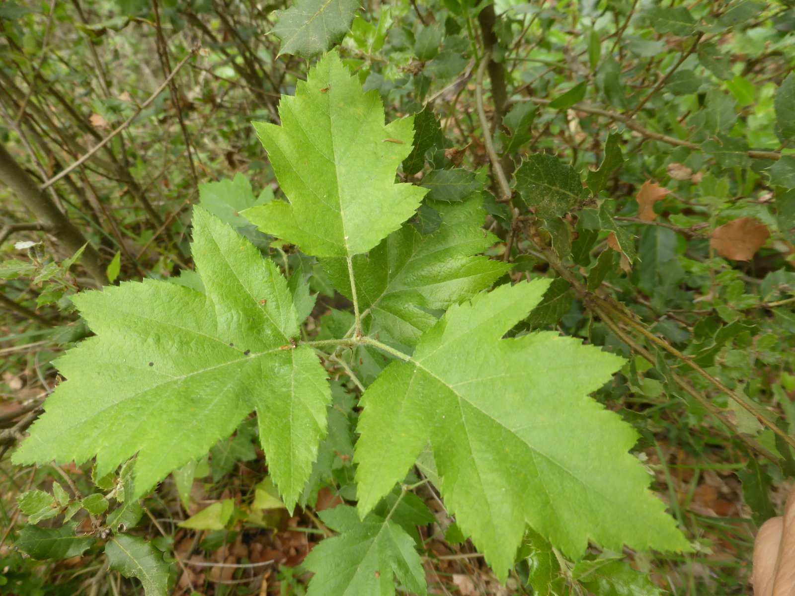 Imatge, VTax508.Ex1.Img5, Sorbus torminalis Img.VTax508.Ex1.Img5