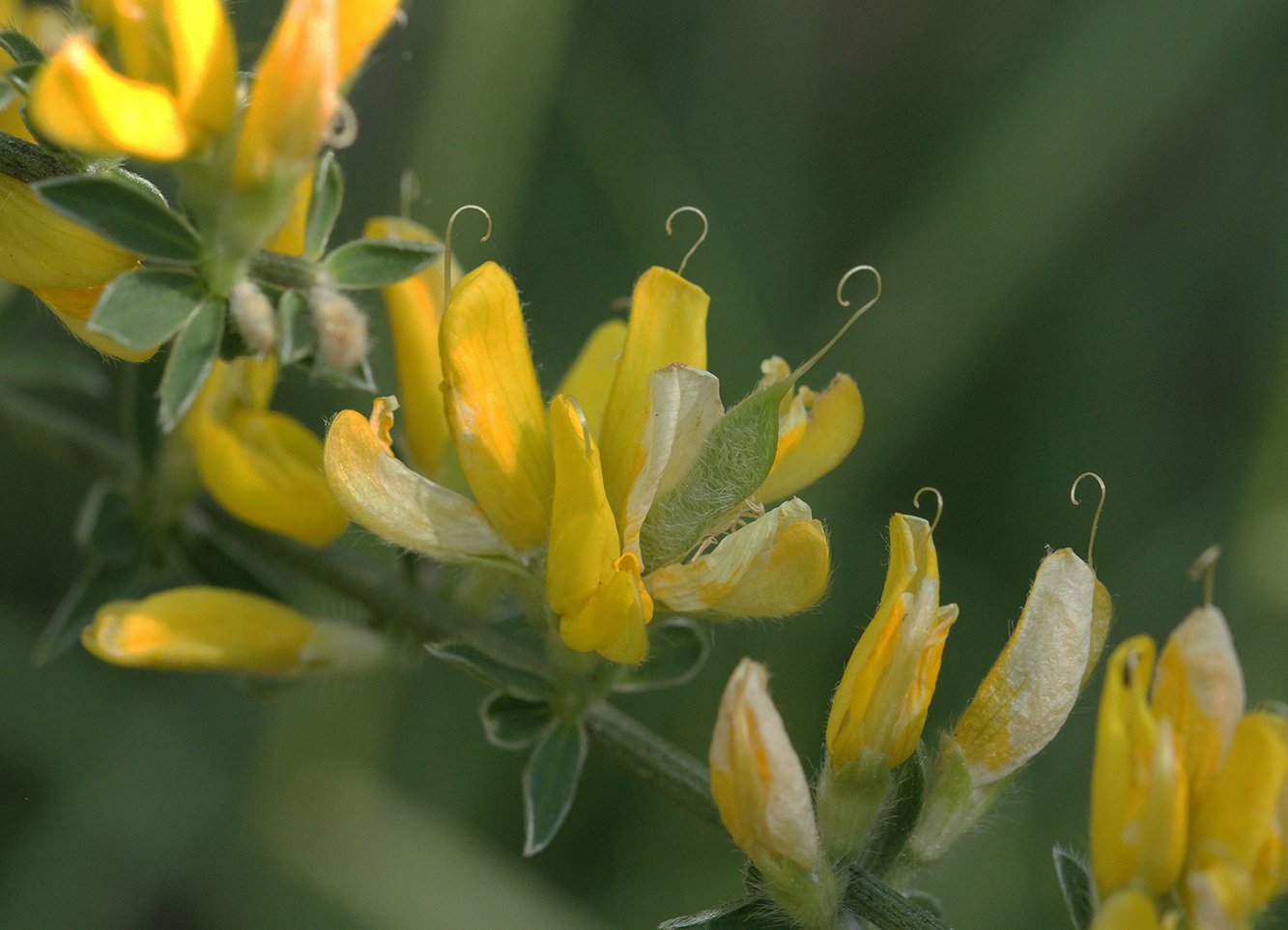 Imatge, VTax584.Ex1.Img1, Genista monspessulana Img.VTax584.Ex1.Img1
