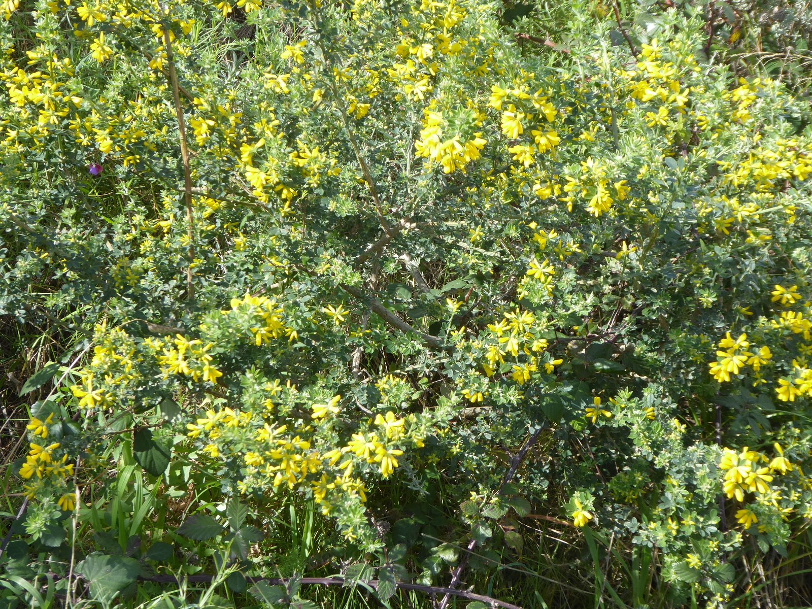 Imatge, VTax584.Ex2.Img1, Genista monspessulana Img.VTax584.Ex2.Img1