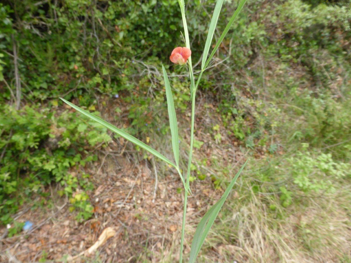 Imatge, VTax686.Ex3.Img2, Lathyrus sphaericus Img.VTax686.Ex3.Img2