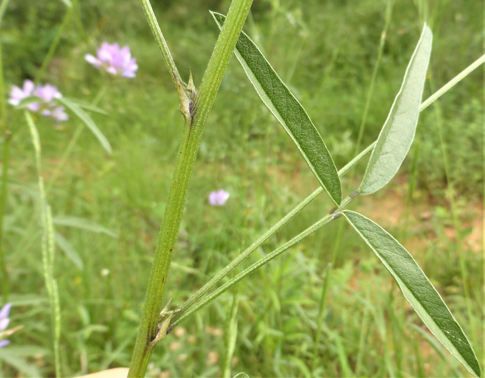 Imatge, VTax736.Ex1.Img1, Psoralea bituminosa Img.VTax736.Ex1.Img1