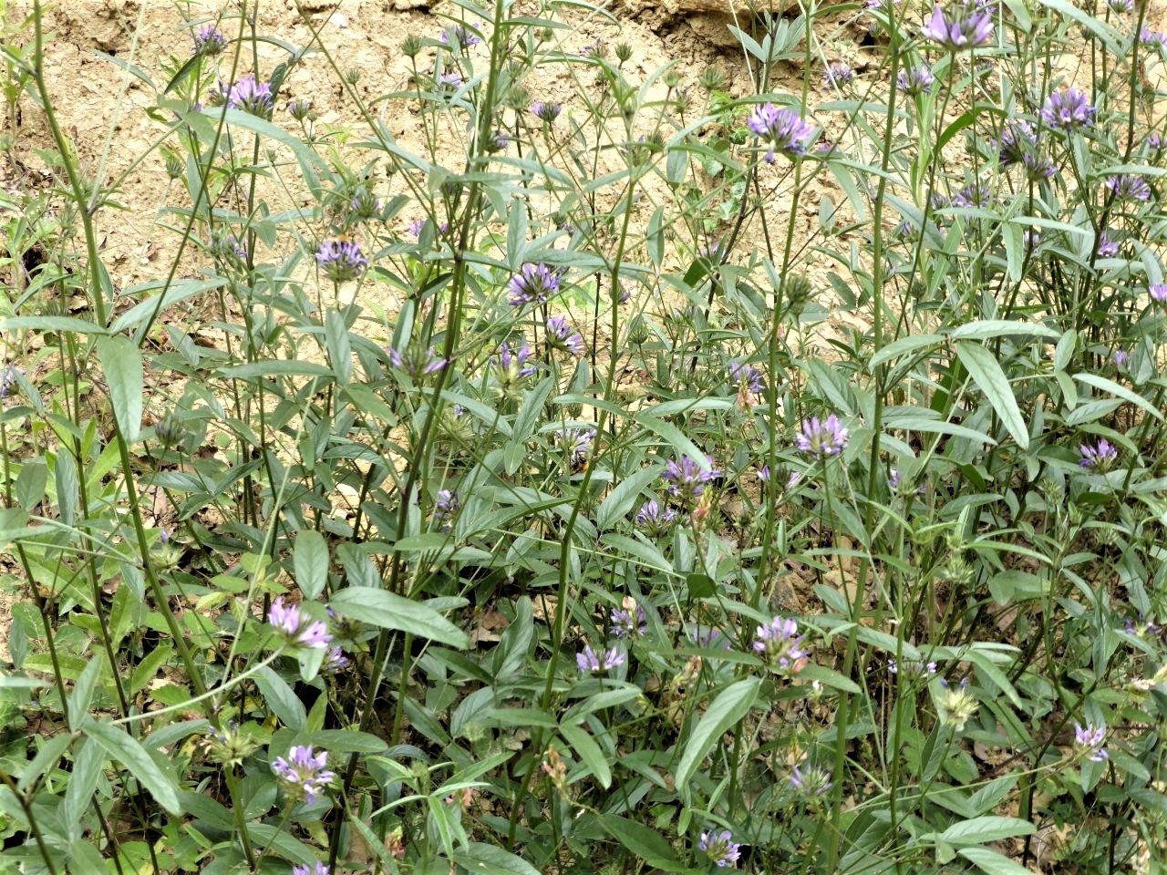 Imatge, VTax736.Ex1.Img2, Psoralea bituminosa Img.VTax736.Ex1.Img2