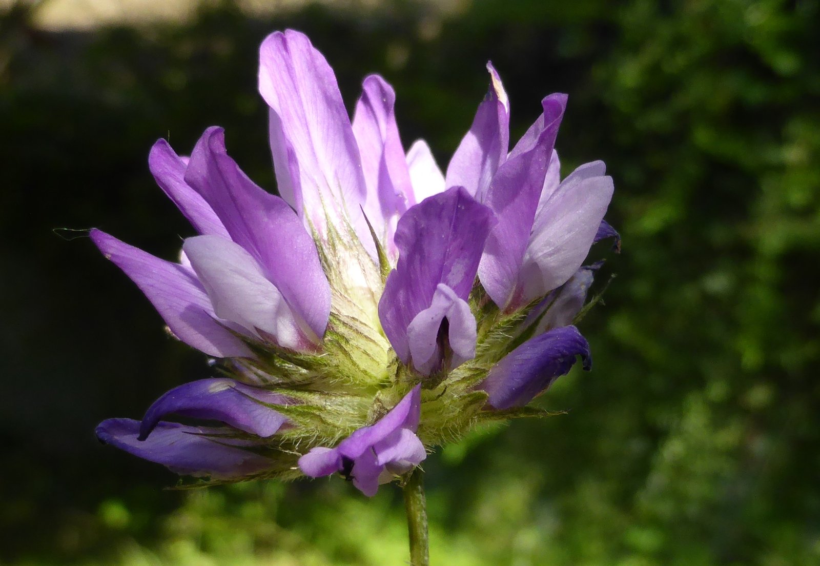 Imatge, VTax736.Ex1.Img4, Psoralea bituminosa Img.VTax736.Ex1.Img4