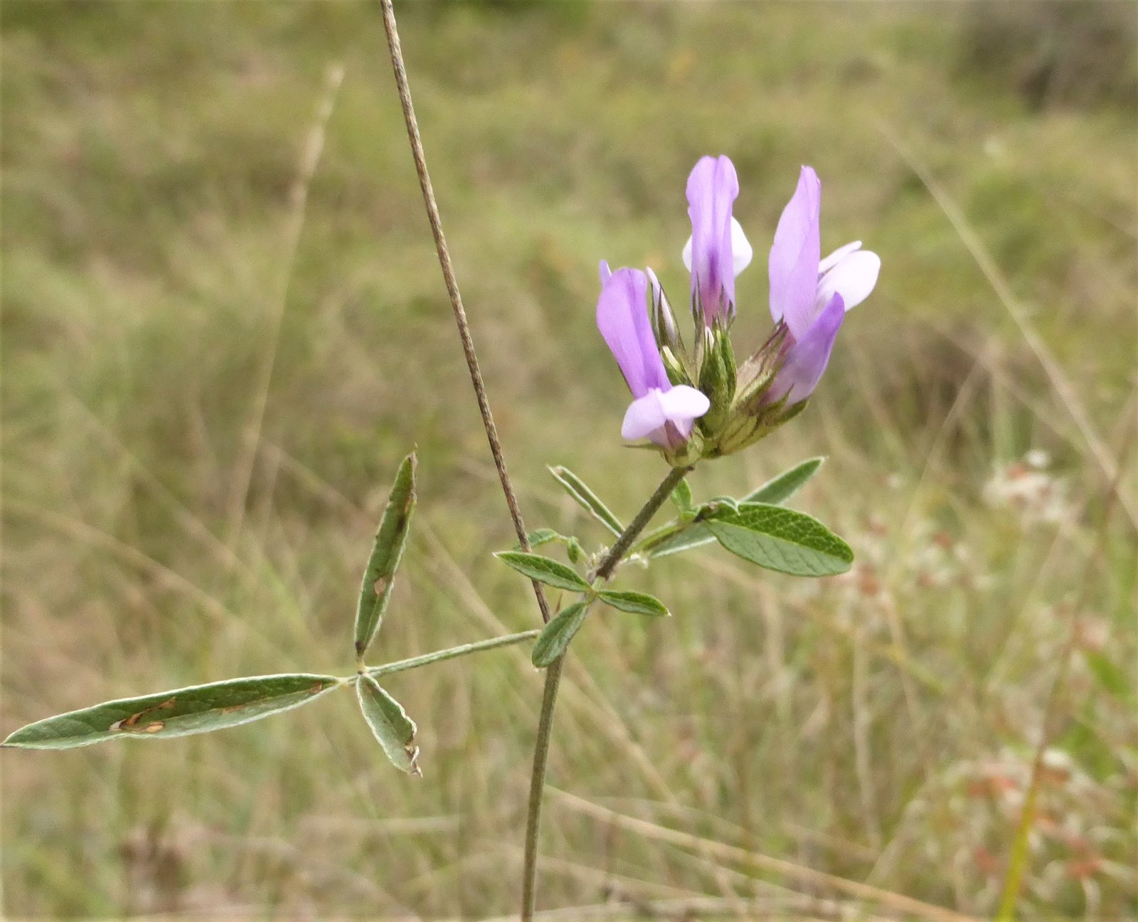Imatge, VTax736.Ex1.Img5, Psoralea bituminosa Img.VTax736.Ex1.Img5