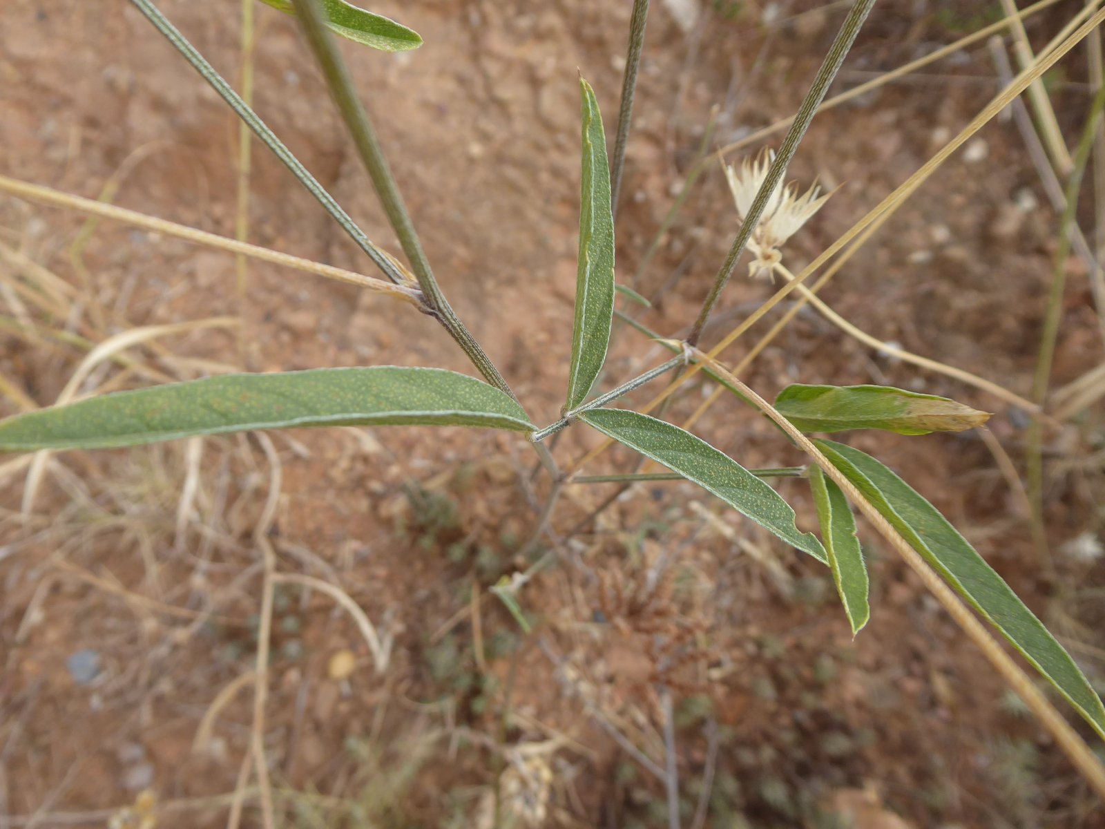 Imatge, VTax736.Ex2.Img1, Psoralea bituminosa Img.VTax736.Ex2.Img1