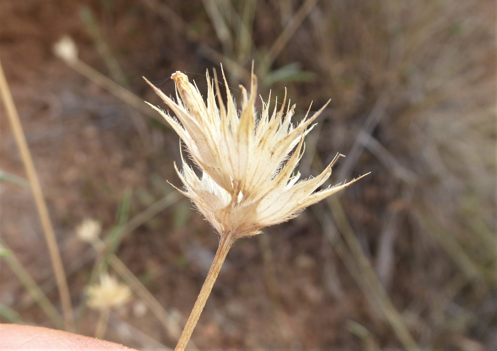 Imatge, VTax736.Ex2.Img2, Psoralea bituminosa Img.VTax736.Ex2.Img2