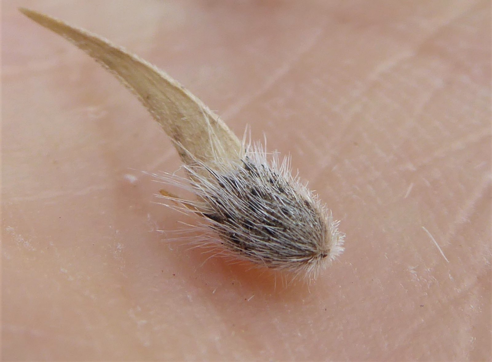 Imatge, VTax736.Ex2.Img5, Psoralea bituminosa Img.VTax736.Ex2.Img5