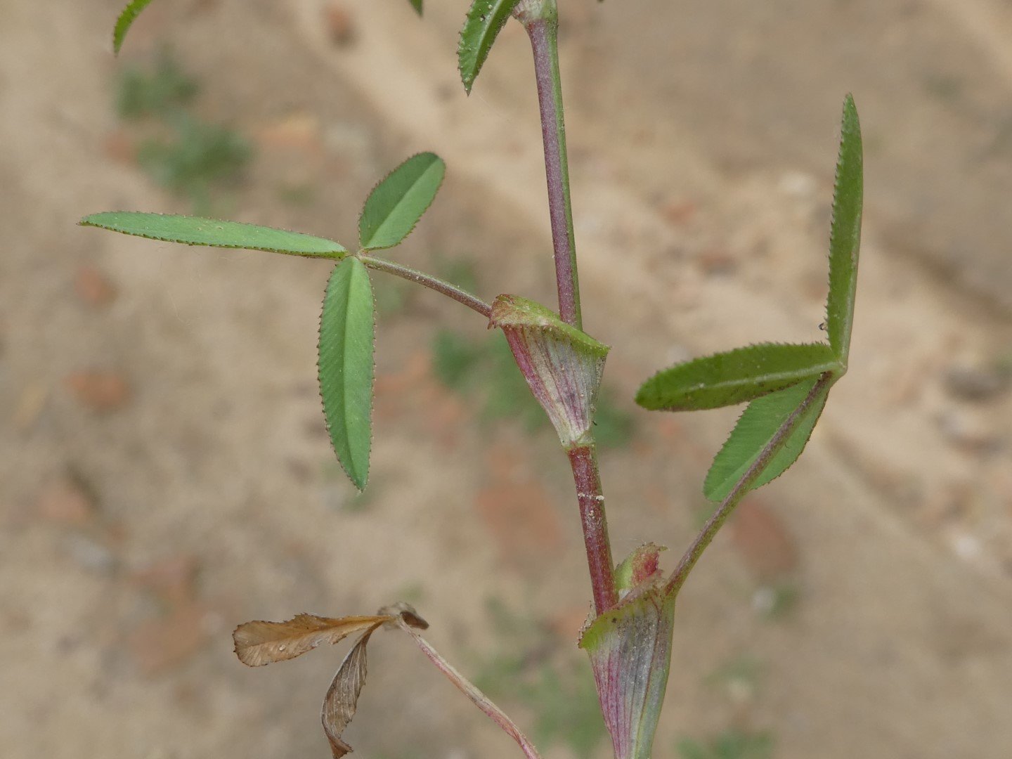 Imatge, VTax770.Ex1.Img1, Trifolium strictum Img.VTax770.Ex1.Img1