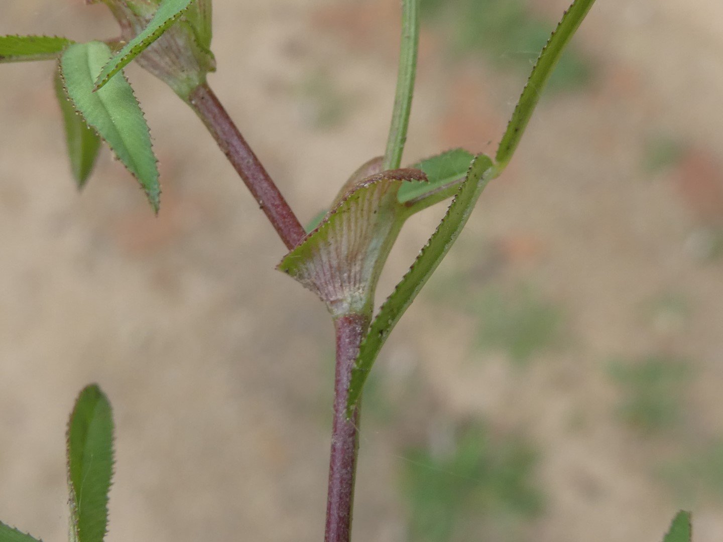Imatge, VTax770.Ex1.Img3, Trifolium strictum Img.VTax770.Ex1.Img3