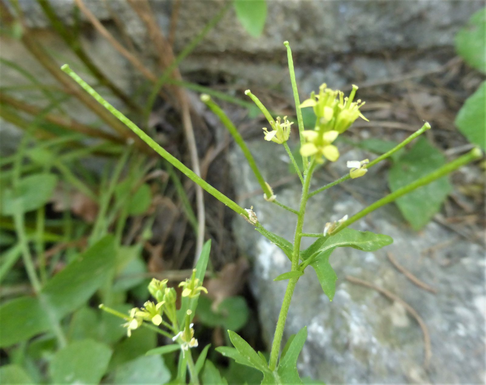 Imatge, VTax997.Ex2.Img1, Sisymbrium irio Img.VTax997.Ex2.Img1