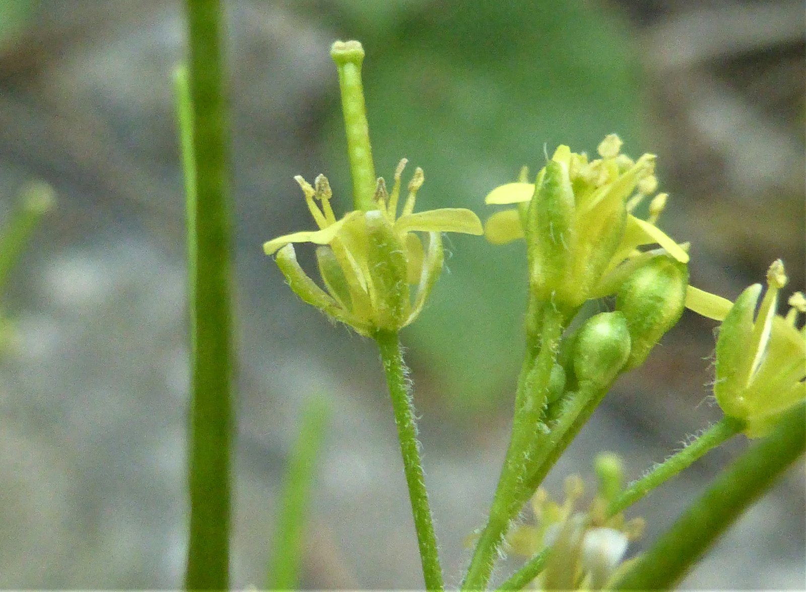 Imatge, VTax997.Ex2.Img2, Sisymbrium irio Img.VTax997.Ex2.Img2