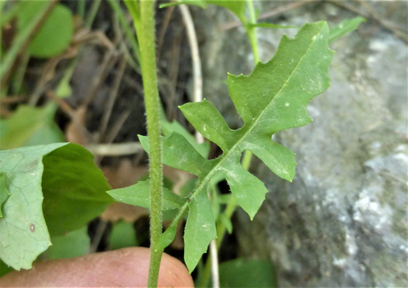 Imatge, VTax997.Ex2.Img3, Sisymbrium irio Img.VTax997.Ex2.Img3