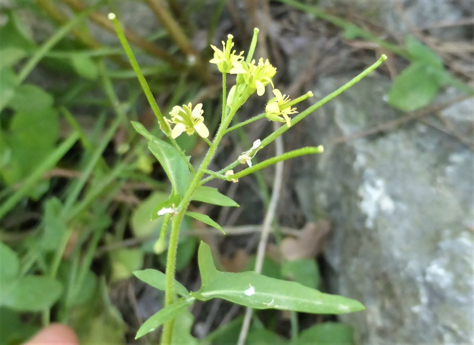 Imatge, VTax997.Ex2.Img4, Sisymbrium irio Img.VTax997.Ex2.Img4