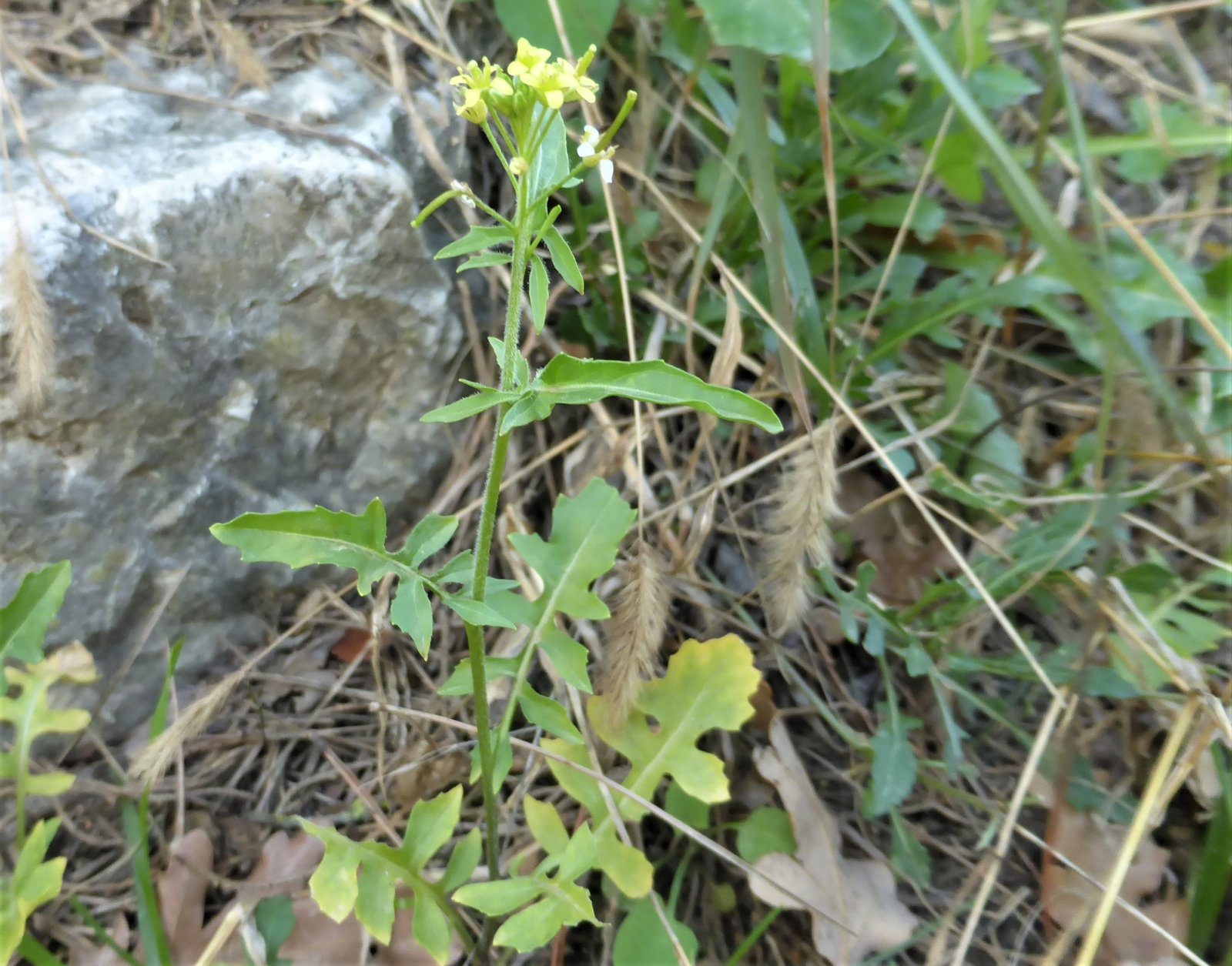Imatge, VTax997.Ex2.Img5, Sisymbrium irio Img.VTax997.Ex2.Img5