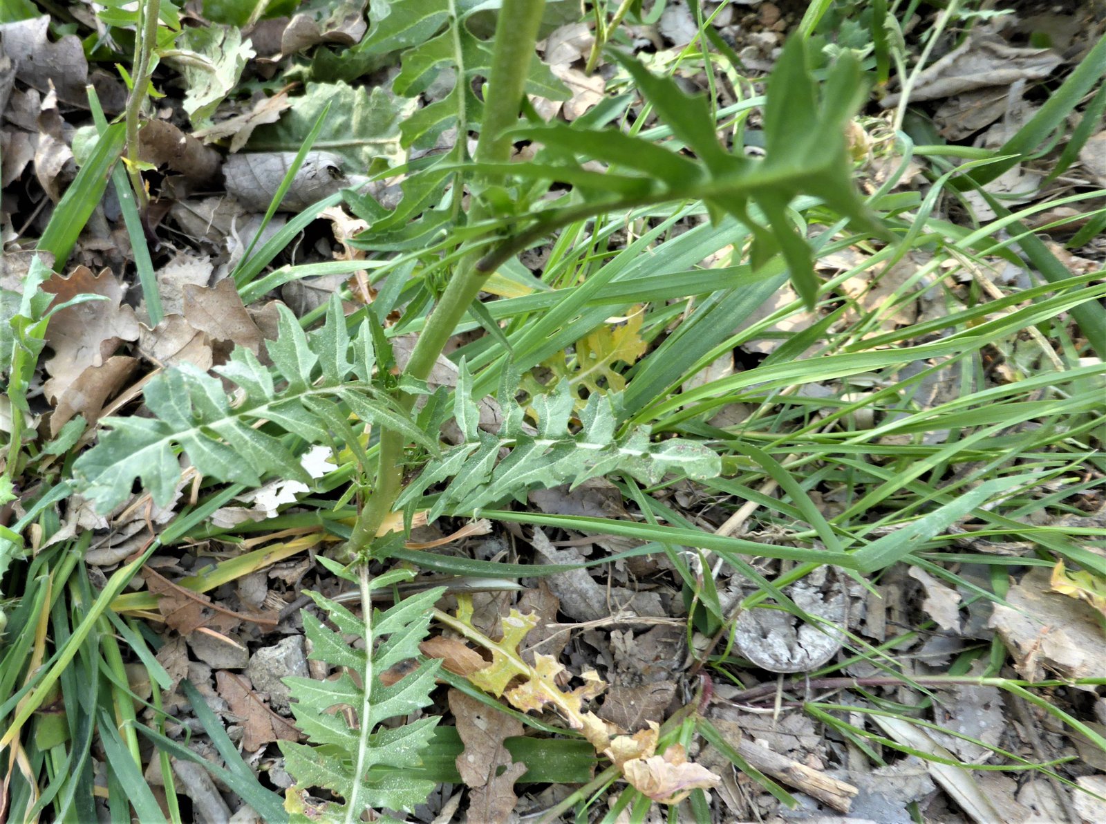 Imatge, VTax997.Ex2.Img6, Sisymbrium irio Img.VTax997.Ex2.Img6