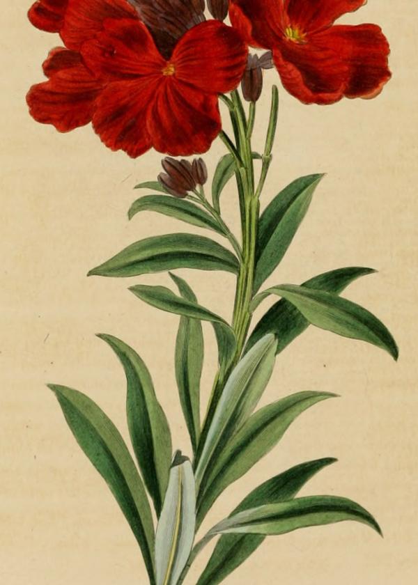 Lam.VTax1067.Lam7