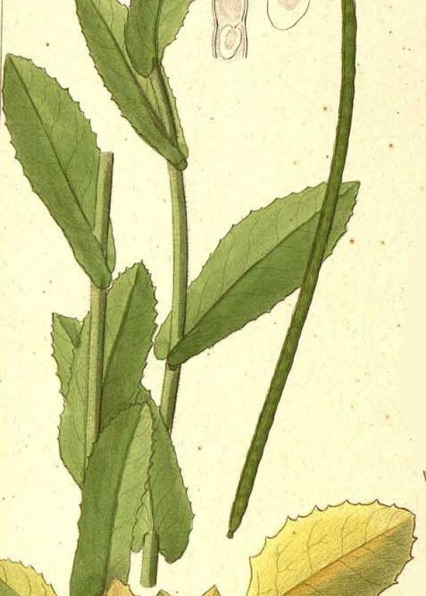 Lam.VTax1098.Lam2