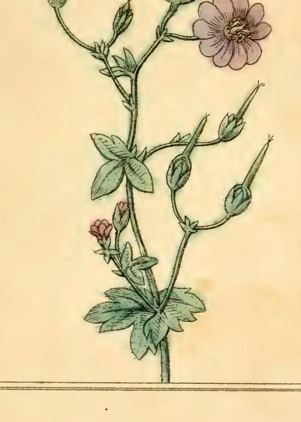 Lam.VTax1373.Lam2