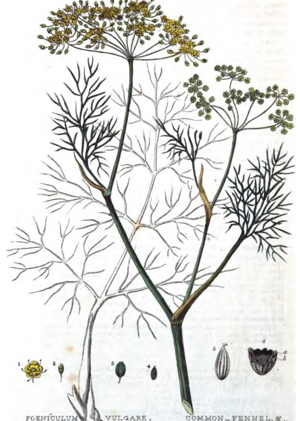 Lam.VTax1555.Lam3