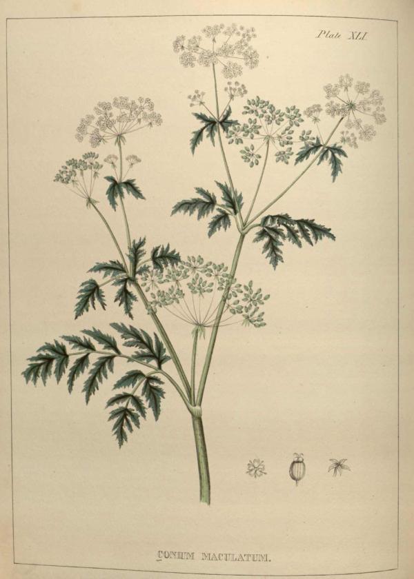 Lam.VTax1560.Lam4